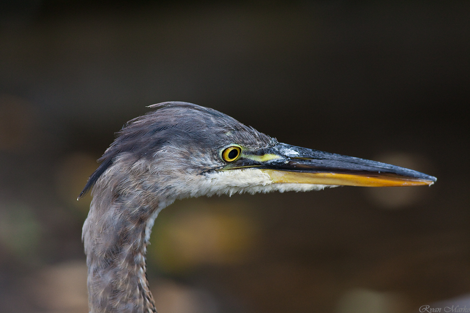 Heron Portrait