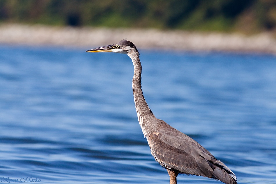 Heron at the Beach