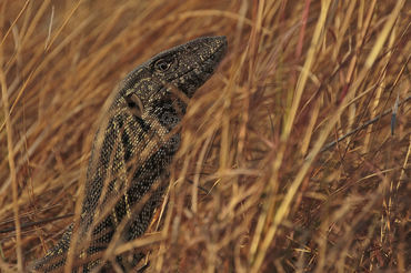 Varanus niloticus