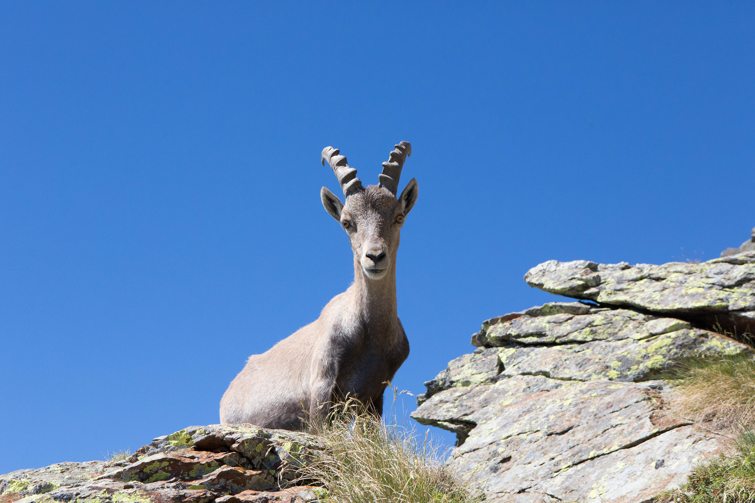 Stambecco (Monte Legnone)