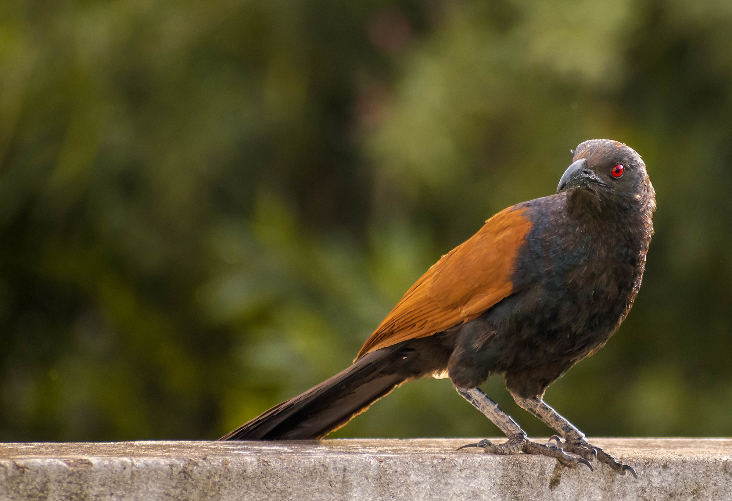 Greater Coucal