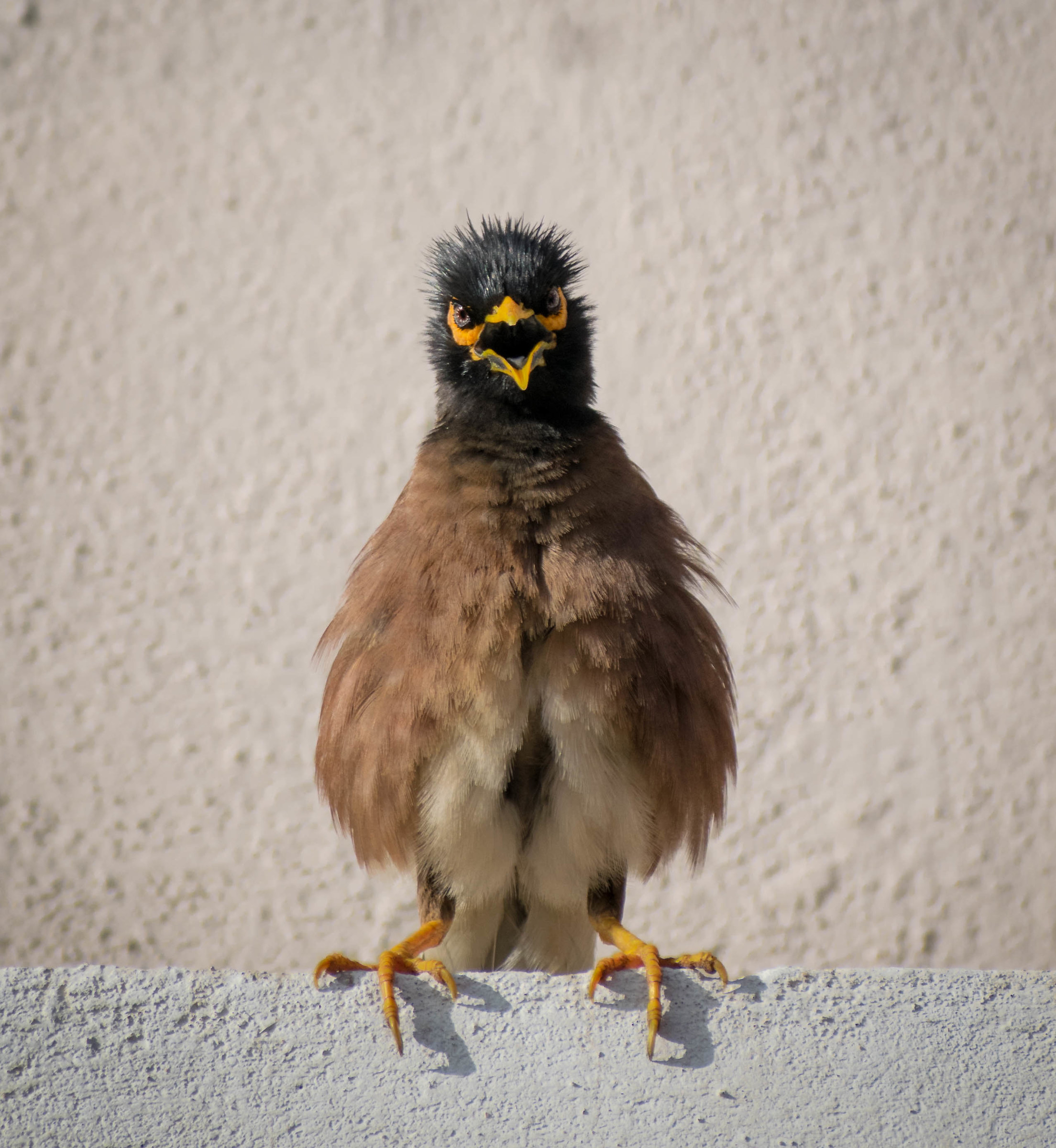 Common Myna