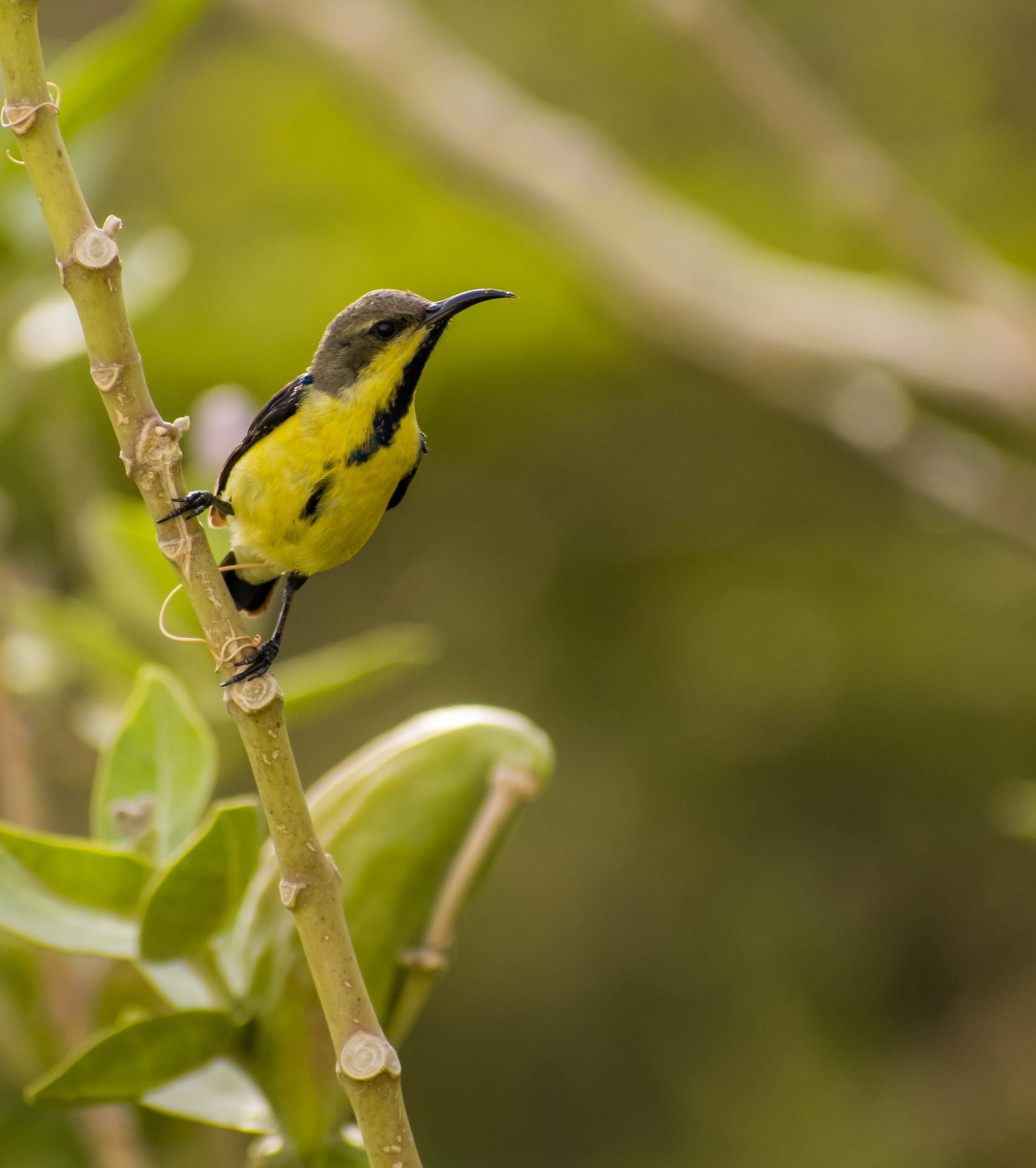 Sunbird