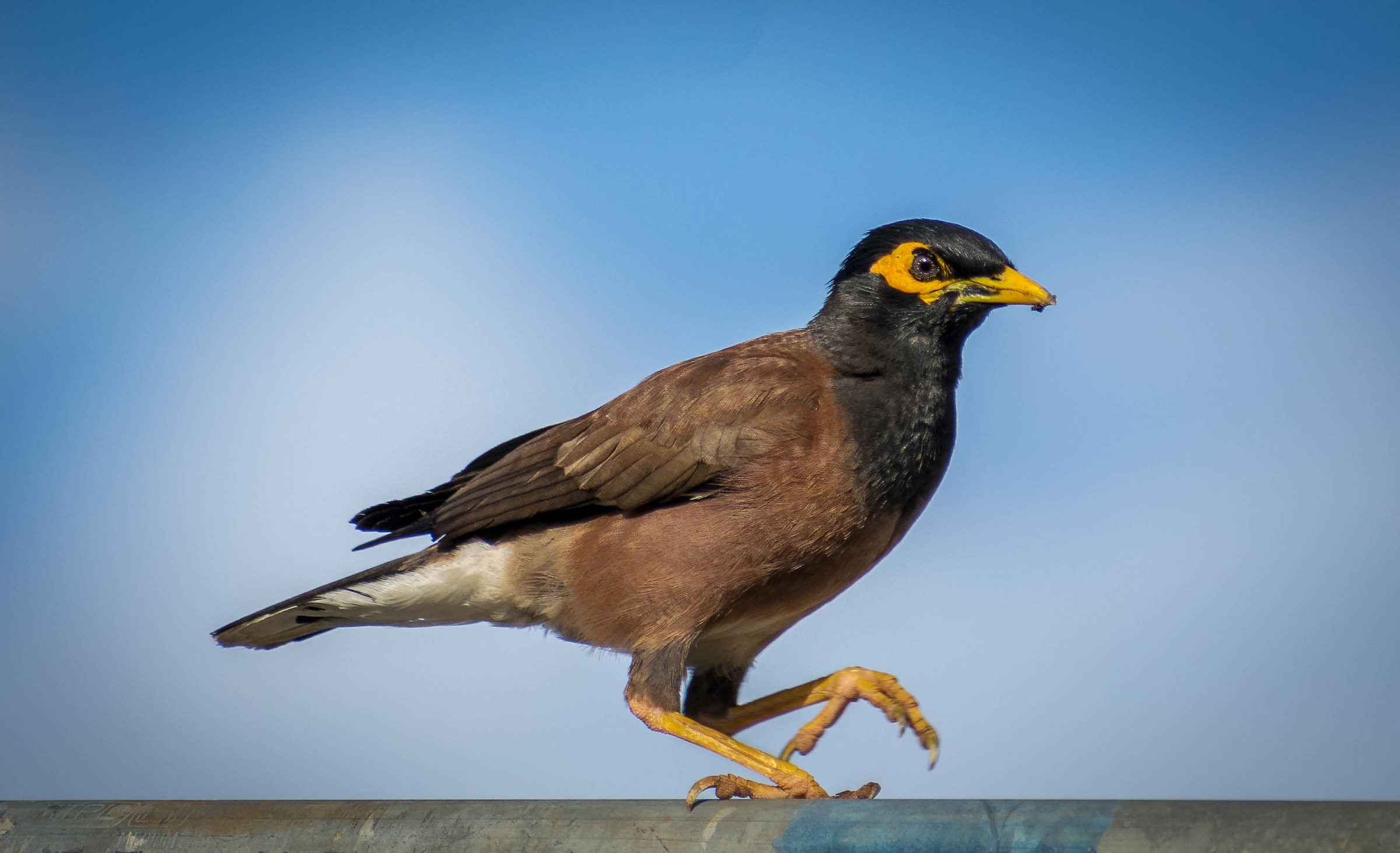 Common Myna