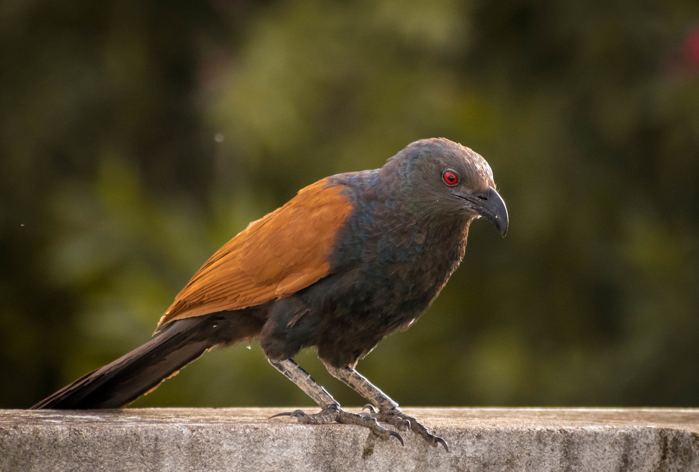 Greater Coucal