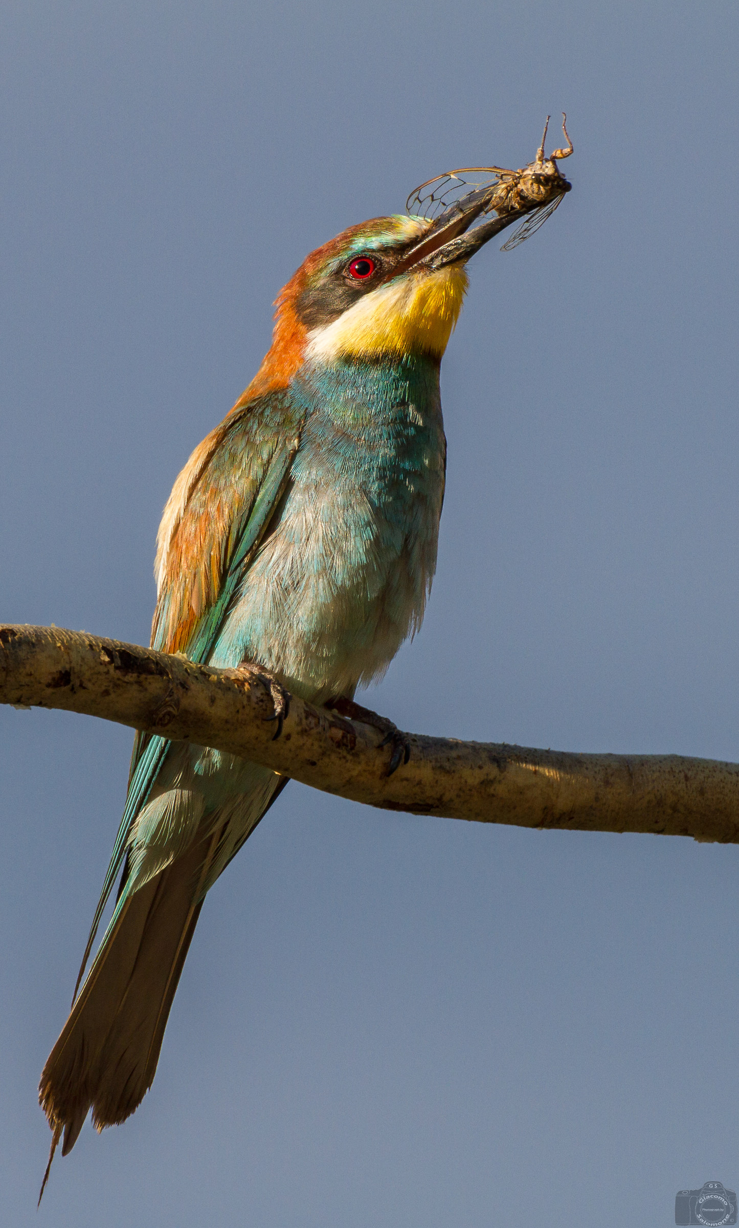 Cucumber with Cicada.