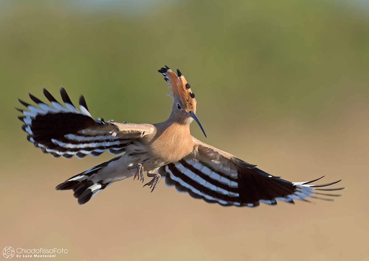 Upupa prepares "the trolley for landing"