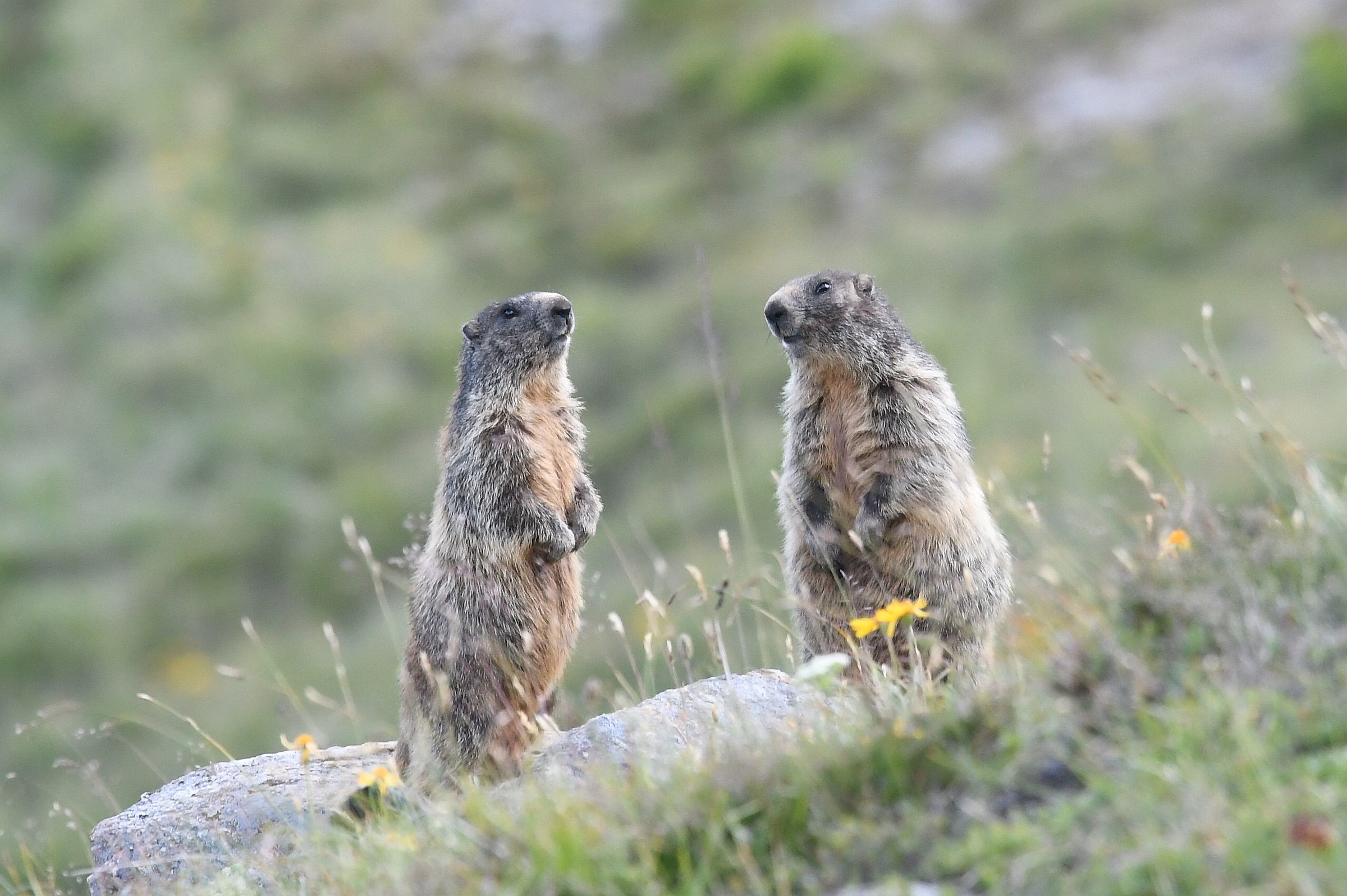 marmotte