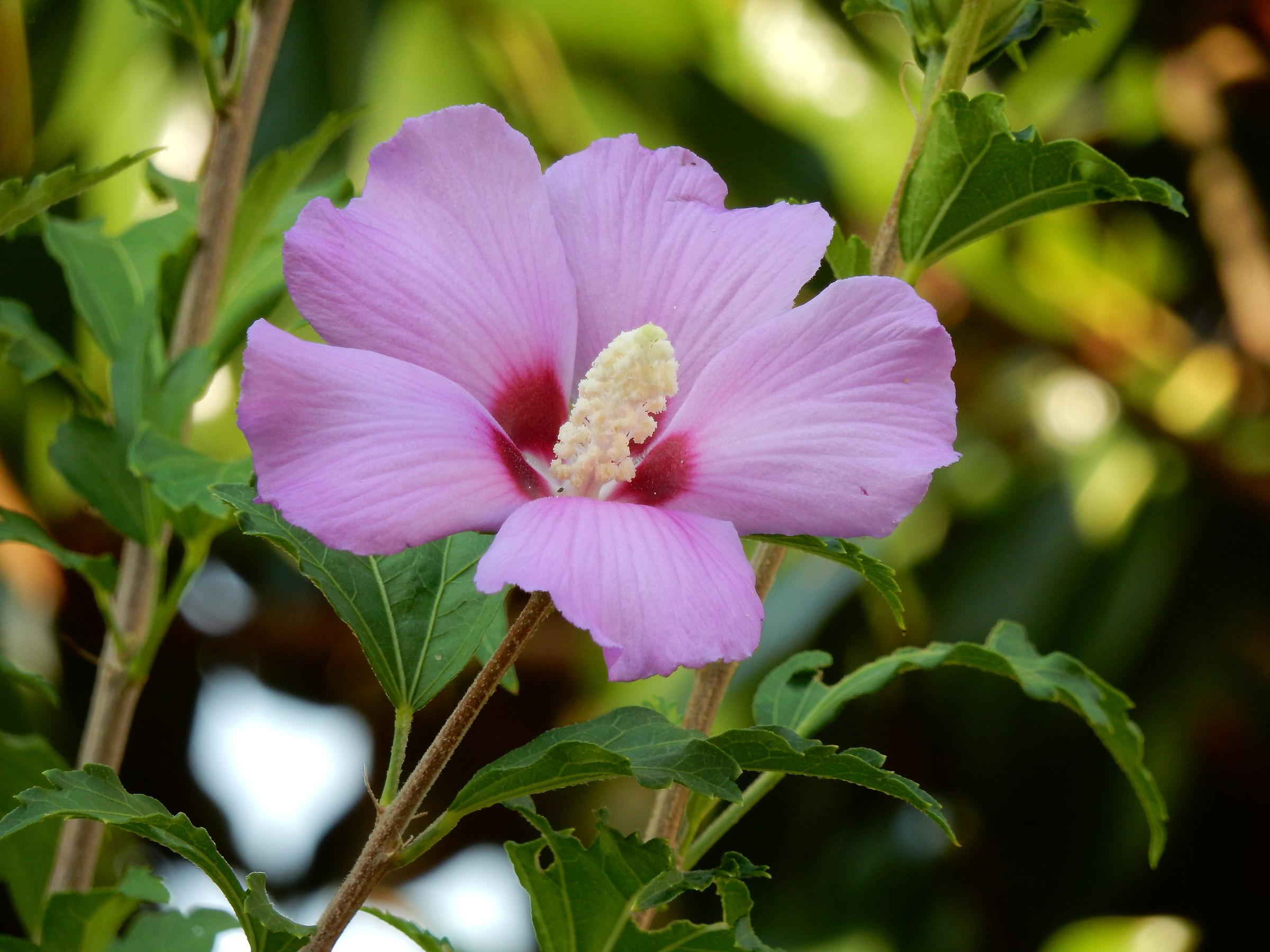 Fiori a San Damaso 2
