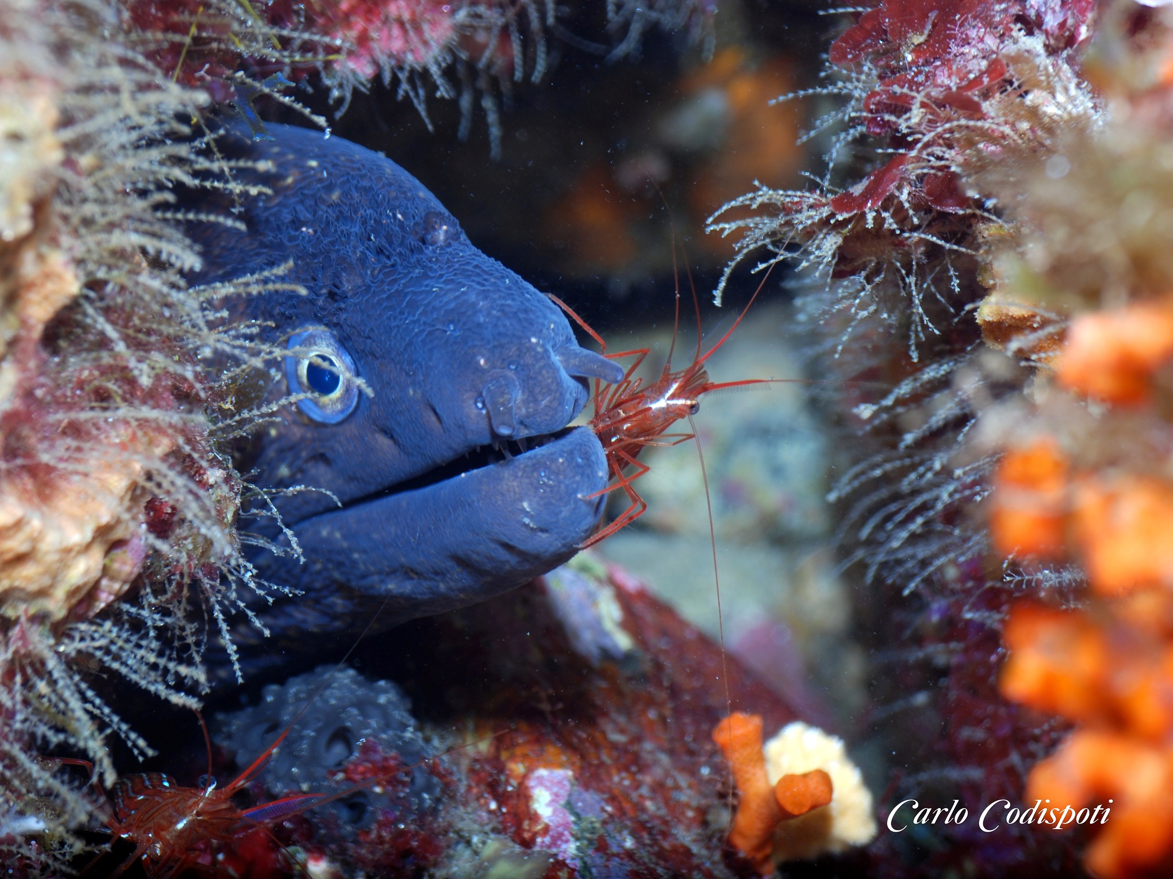 Murine and shrimp cleaner