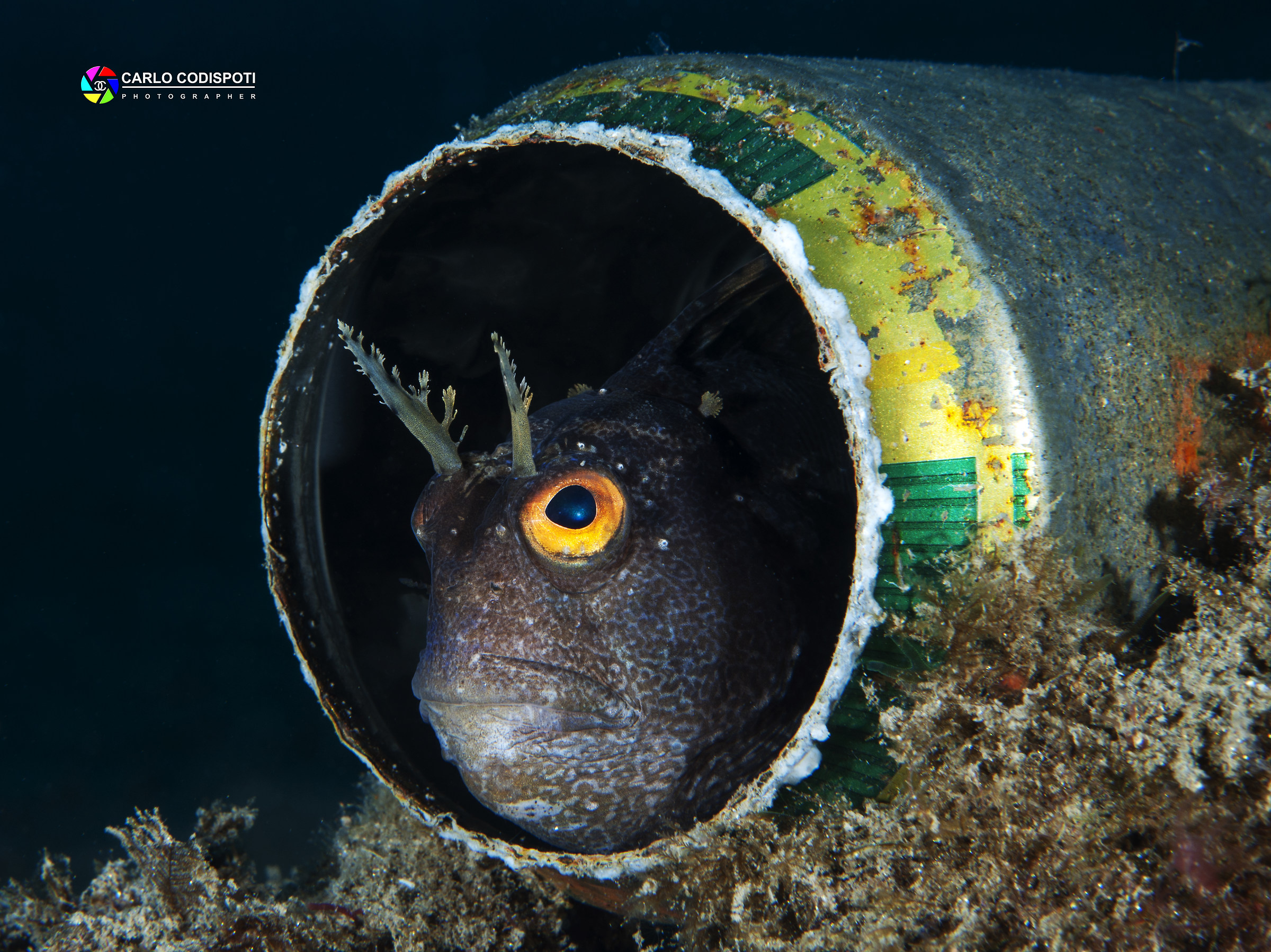 bavosa occhiuta dentro la lattina
