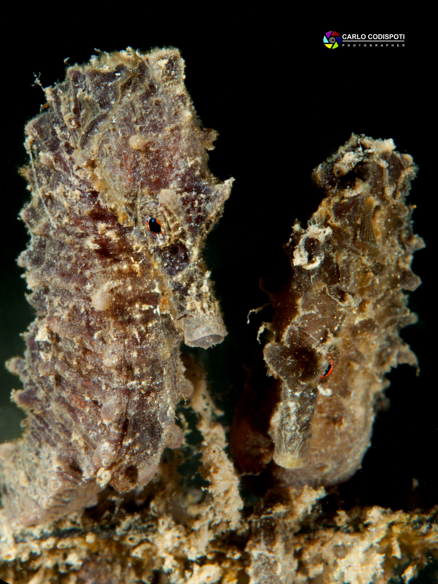 Pair of sea horses