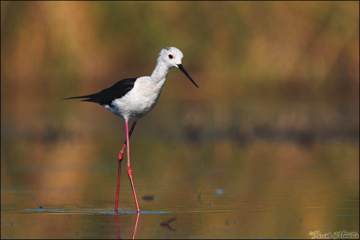 Cavaliere d'Italia (Himantopus himantopus)