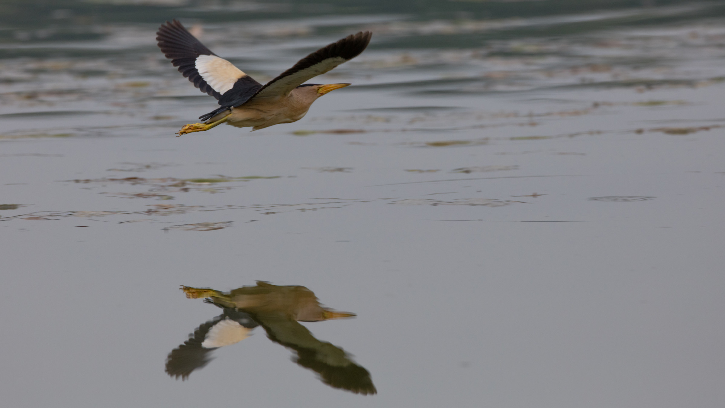 A Tarabusine at sunset