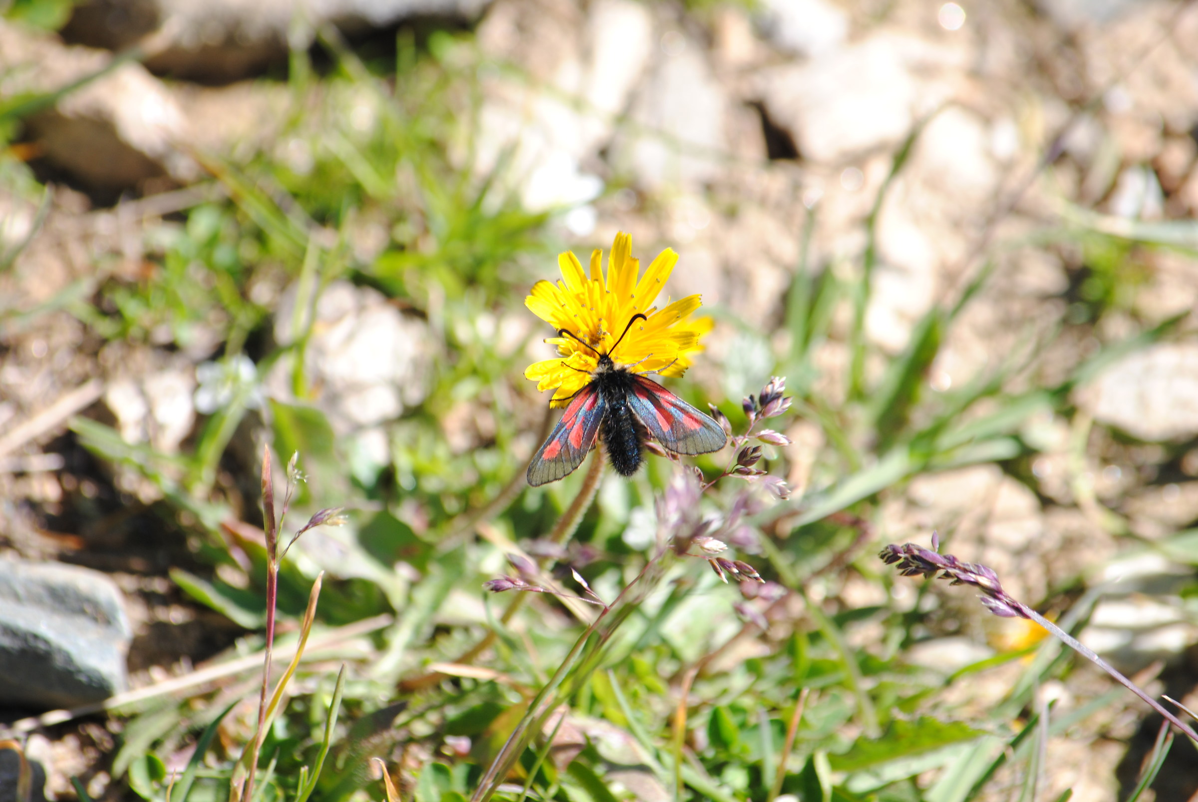 Flower with butterfly
