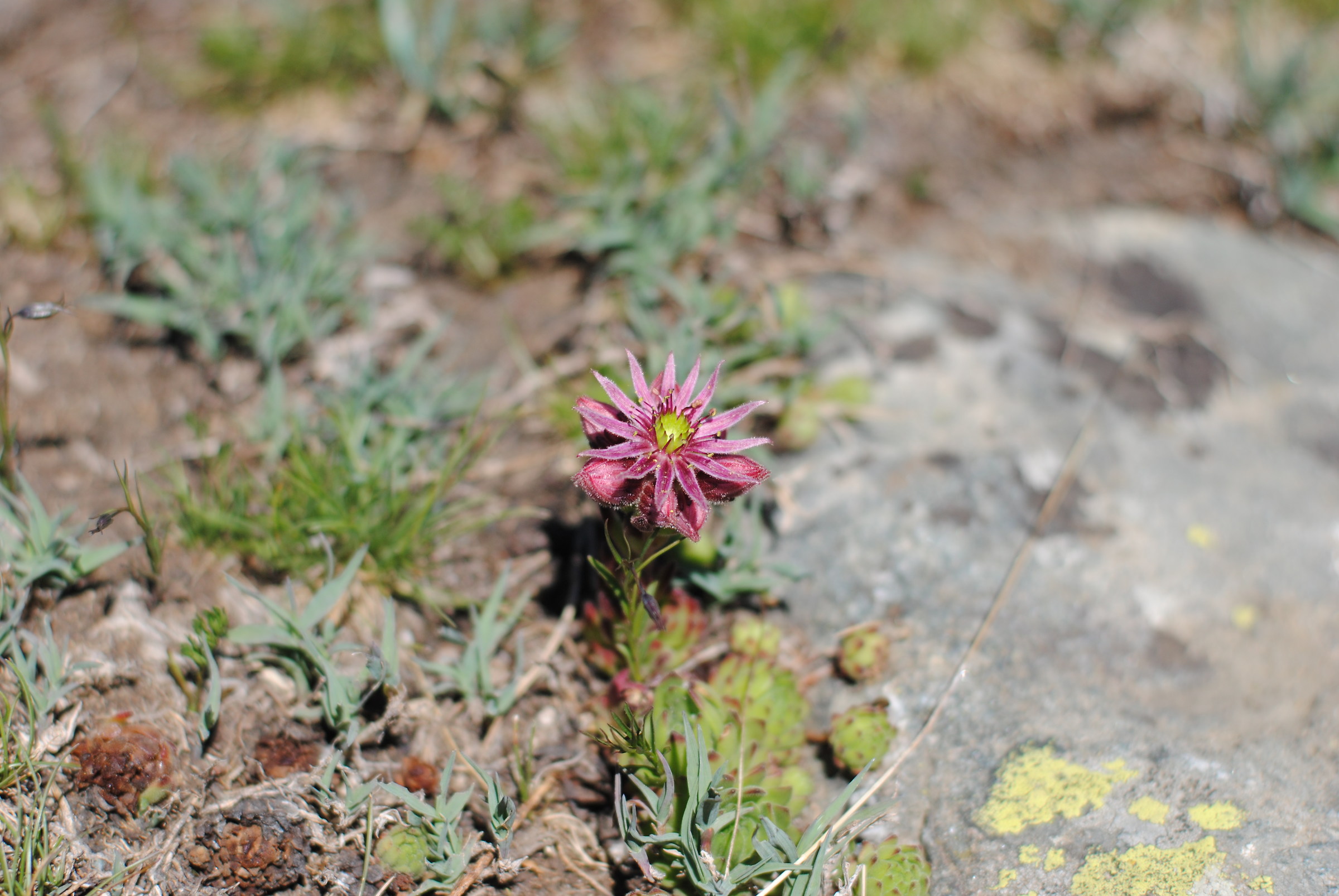 Sempervivum montanum