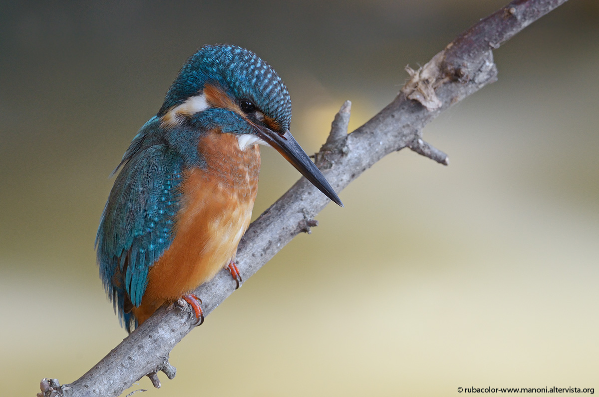 Murky waters to the martini