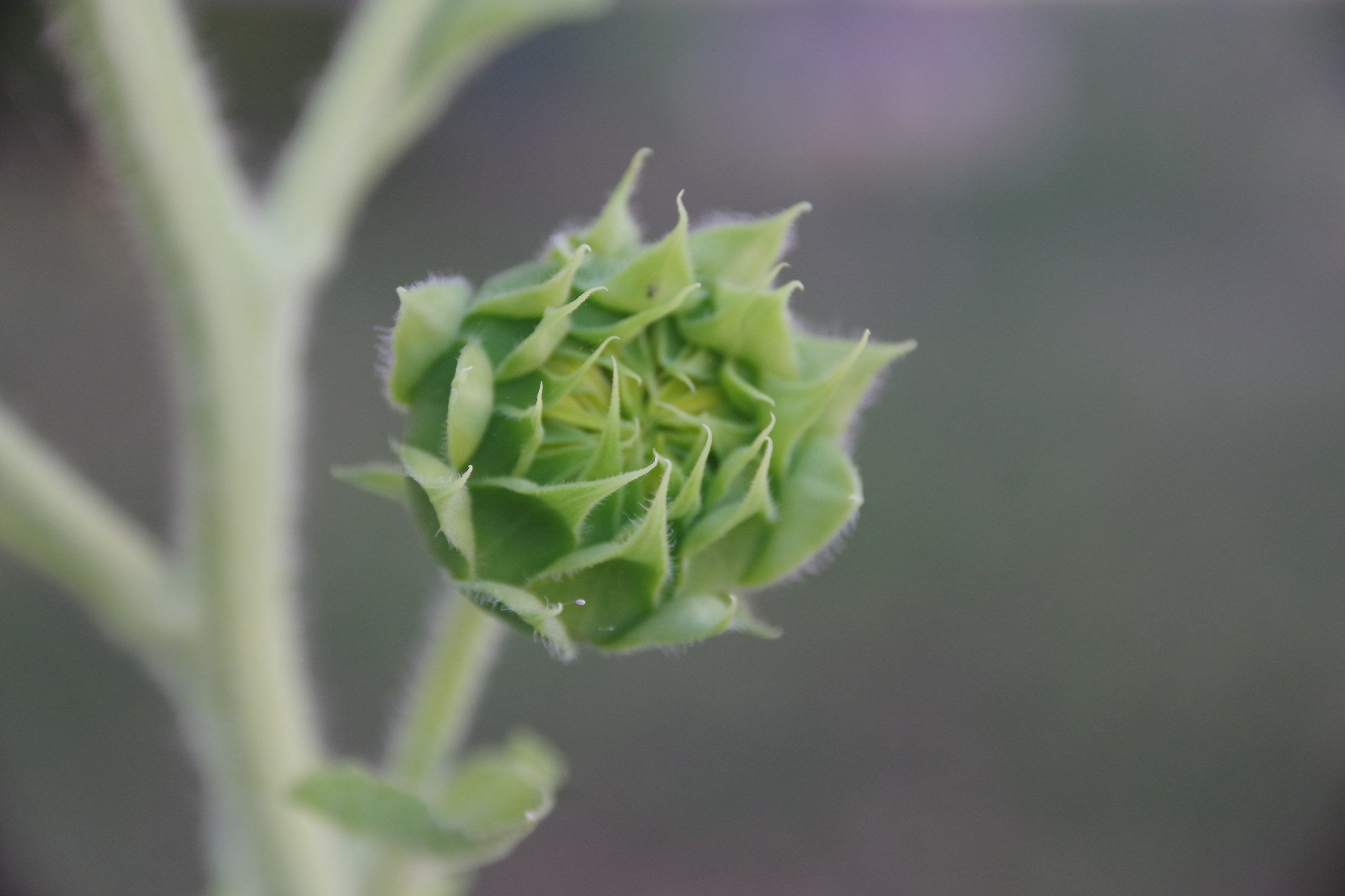 Girasole ancora non sbocciato