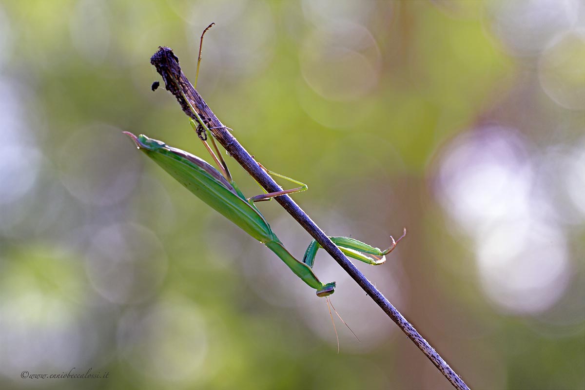 mantis religiosa
