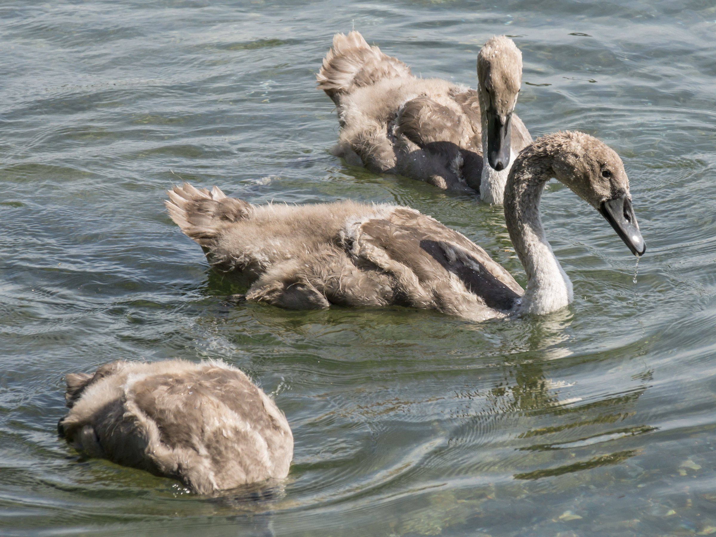 Tre cigni "adolescenti"