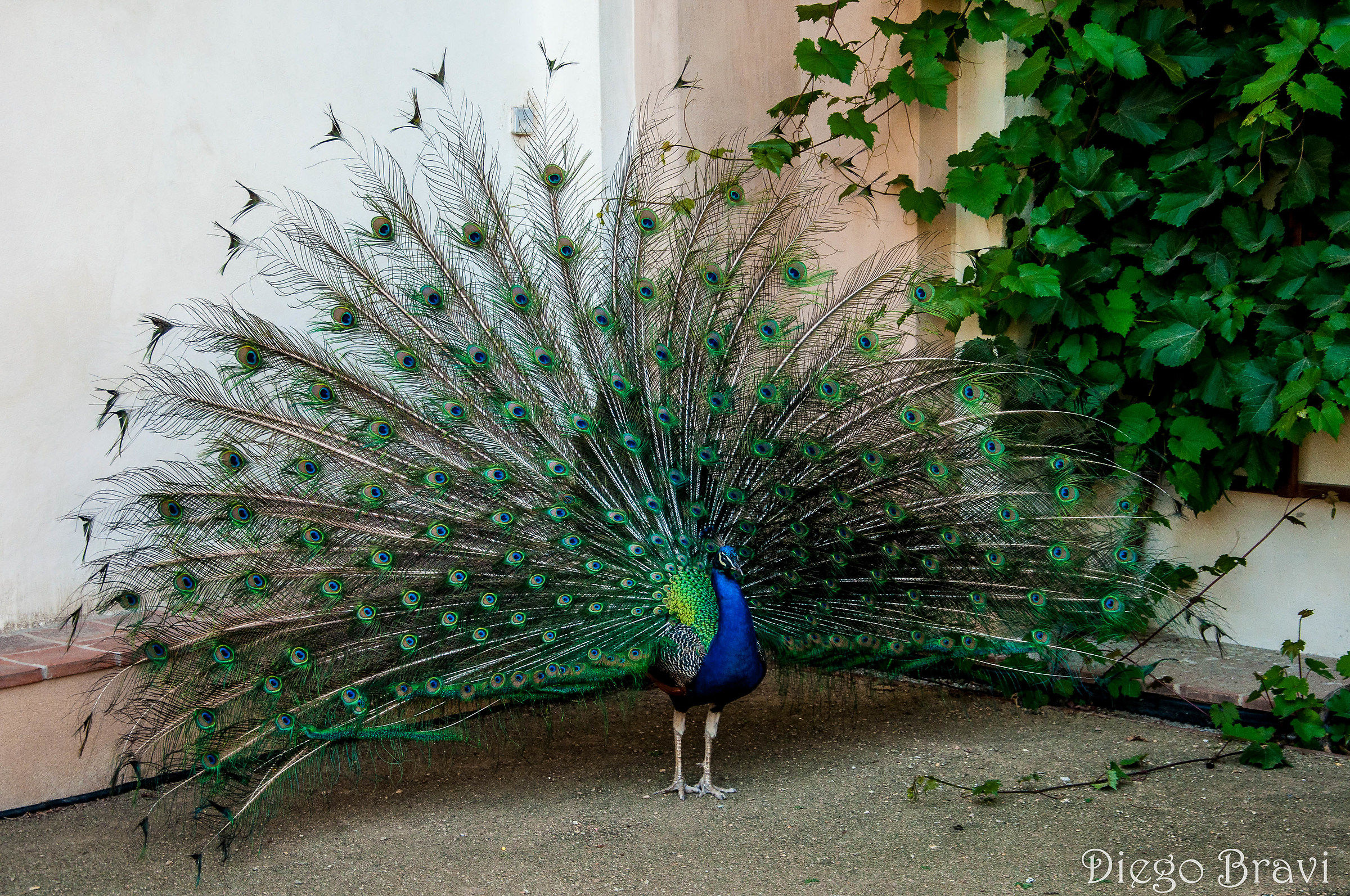 quando si dice Pavoneggiarsi!
