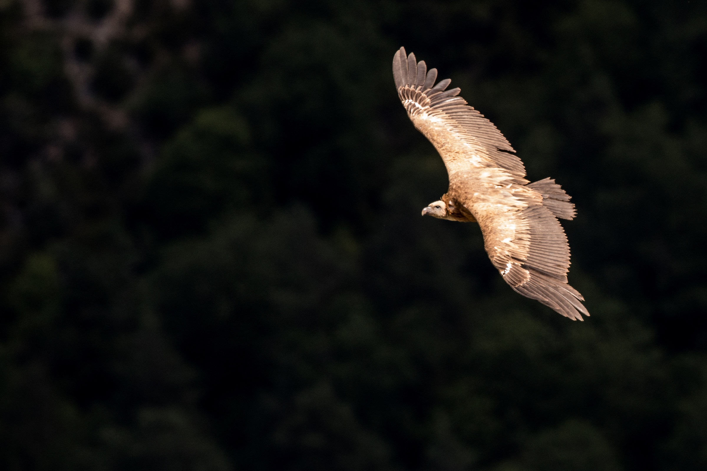 Grifone nelle gole del Verdon