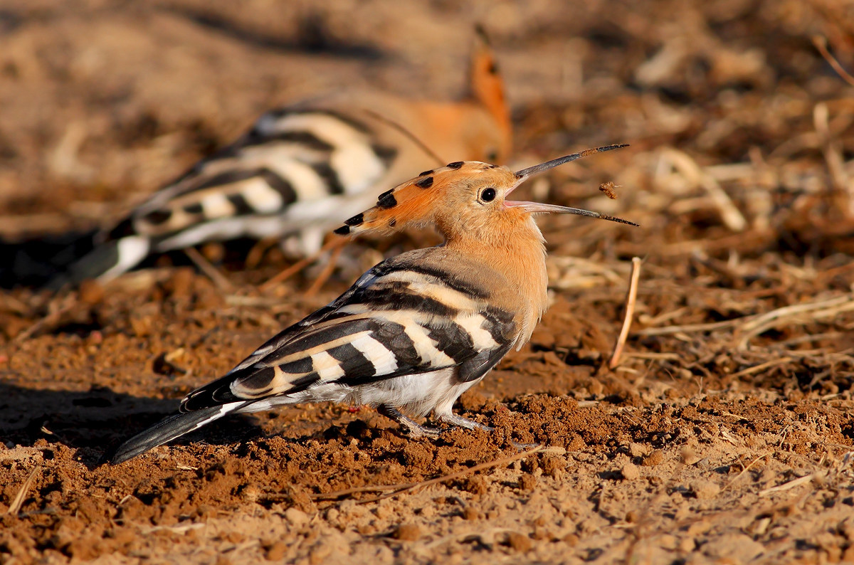 Hoopoe