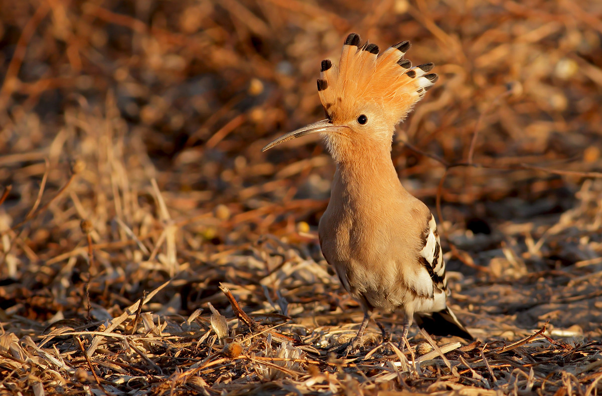 Hoopoe