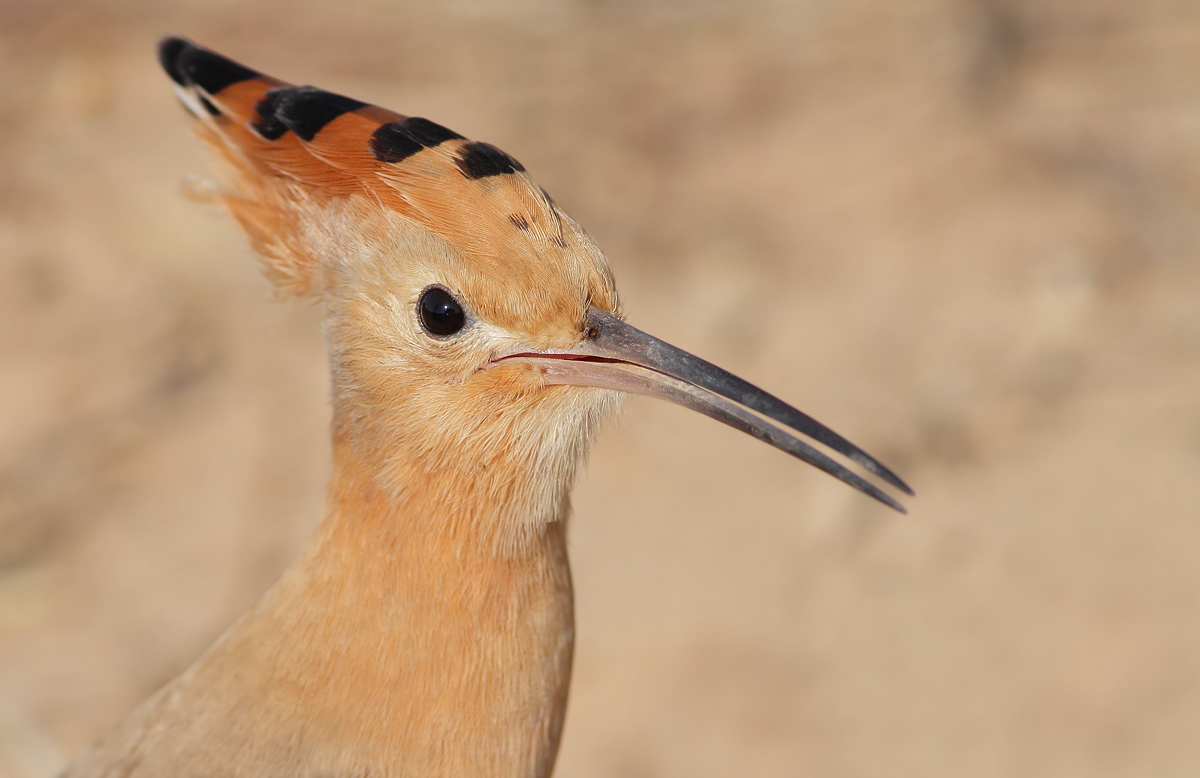 Hoopoe