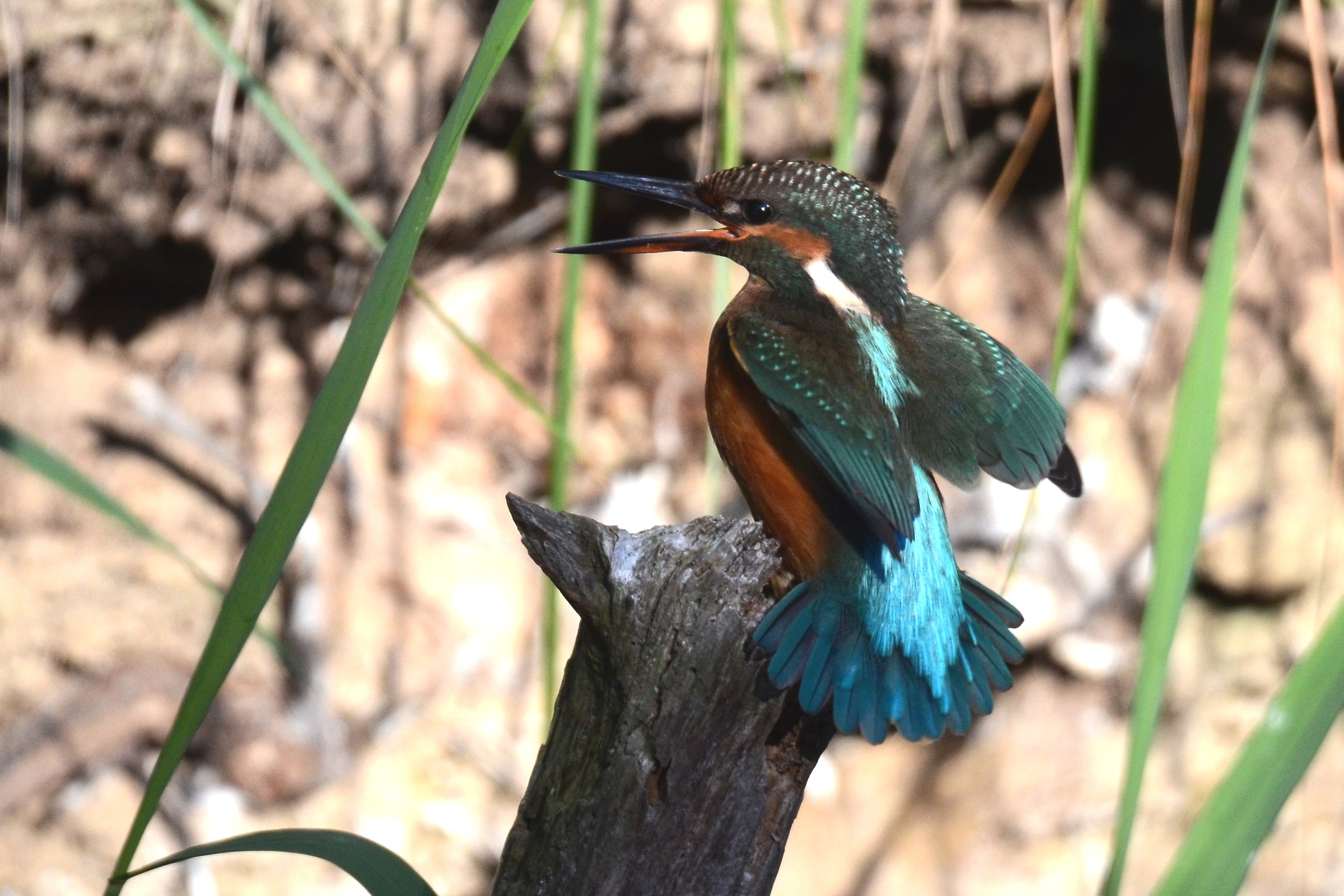 Kingfisher juv.