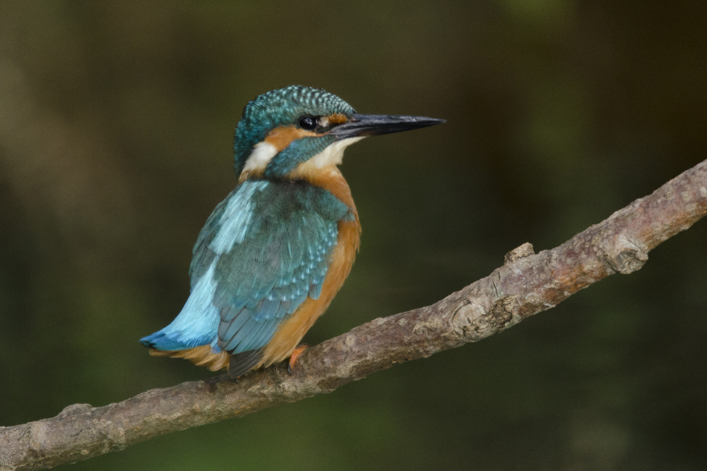 Kingfisher