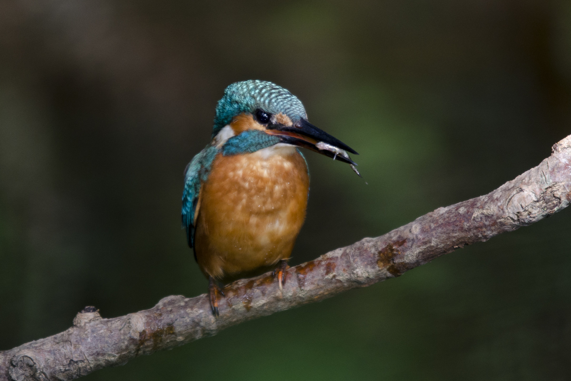 Kingfisher