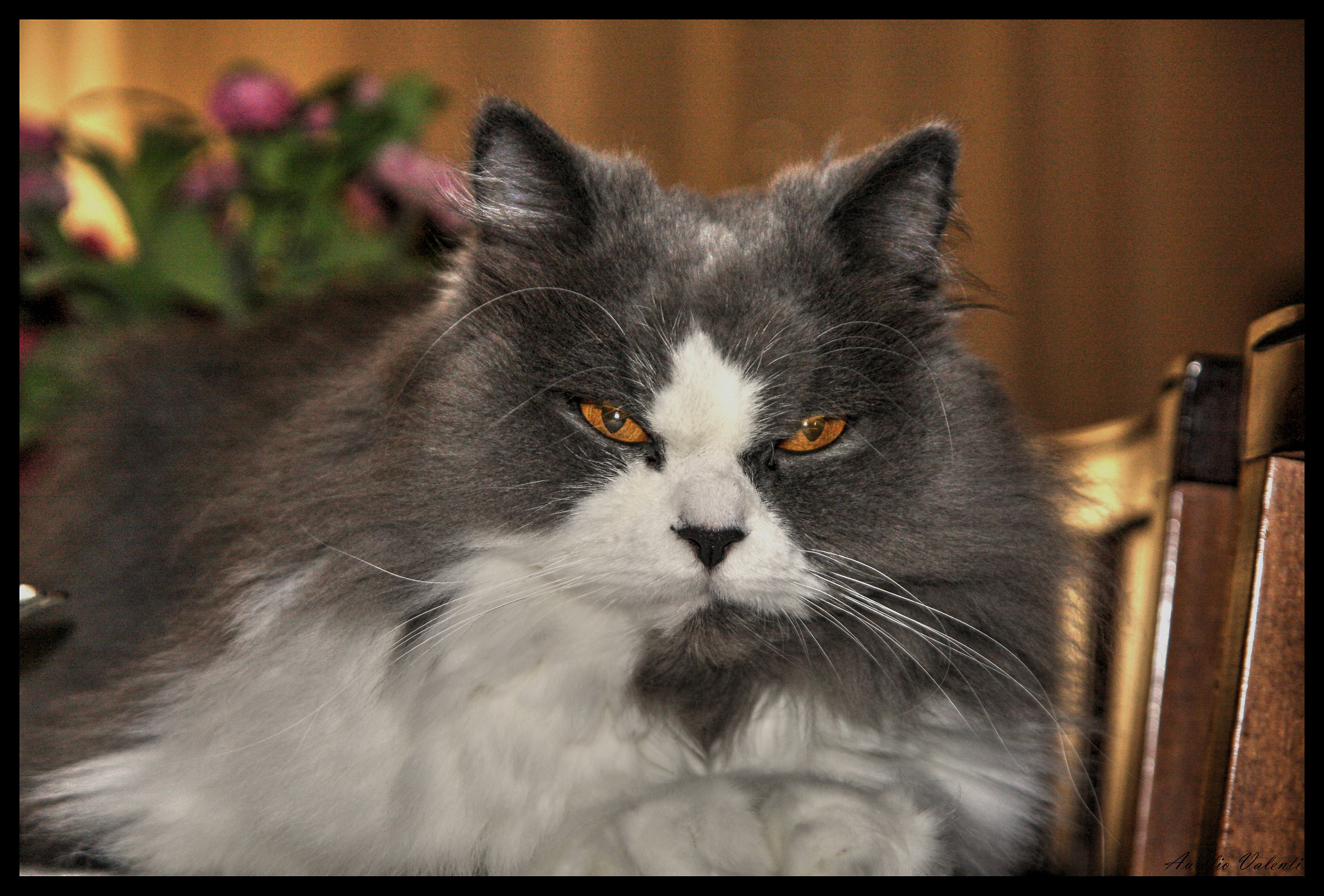 Ecco Sissi, che occhi, vero?