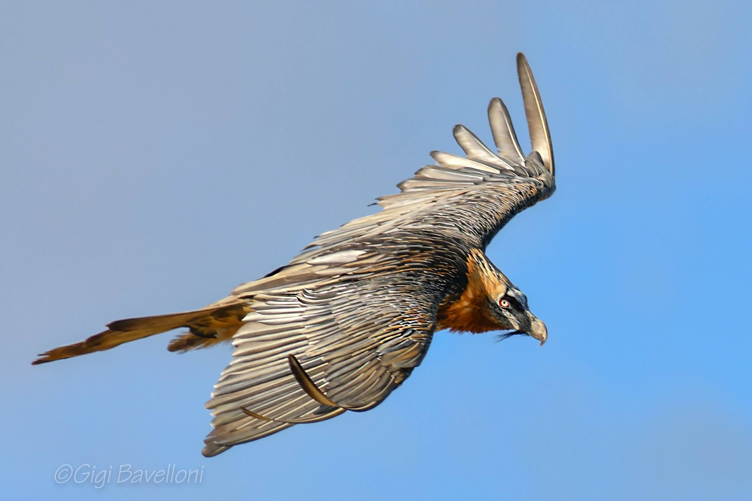 gipeto avvoltoio degli agnelli