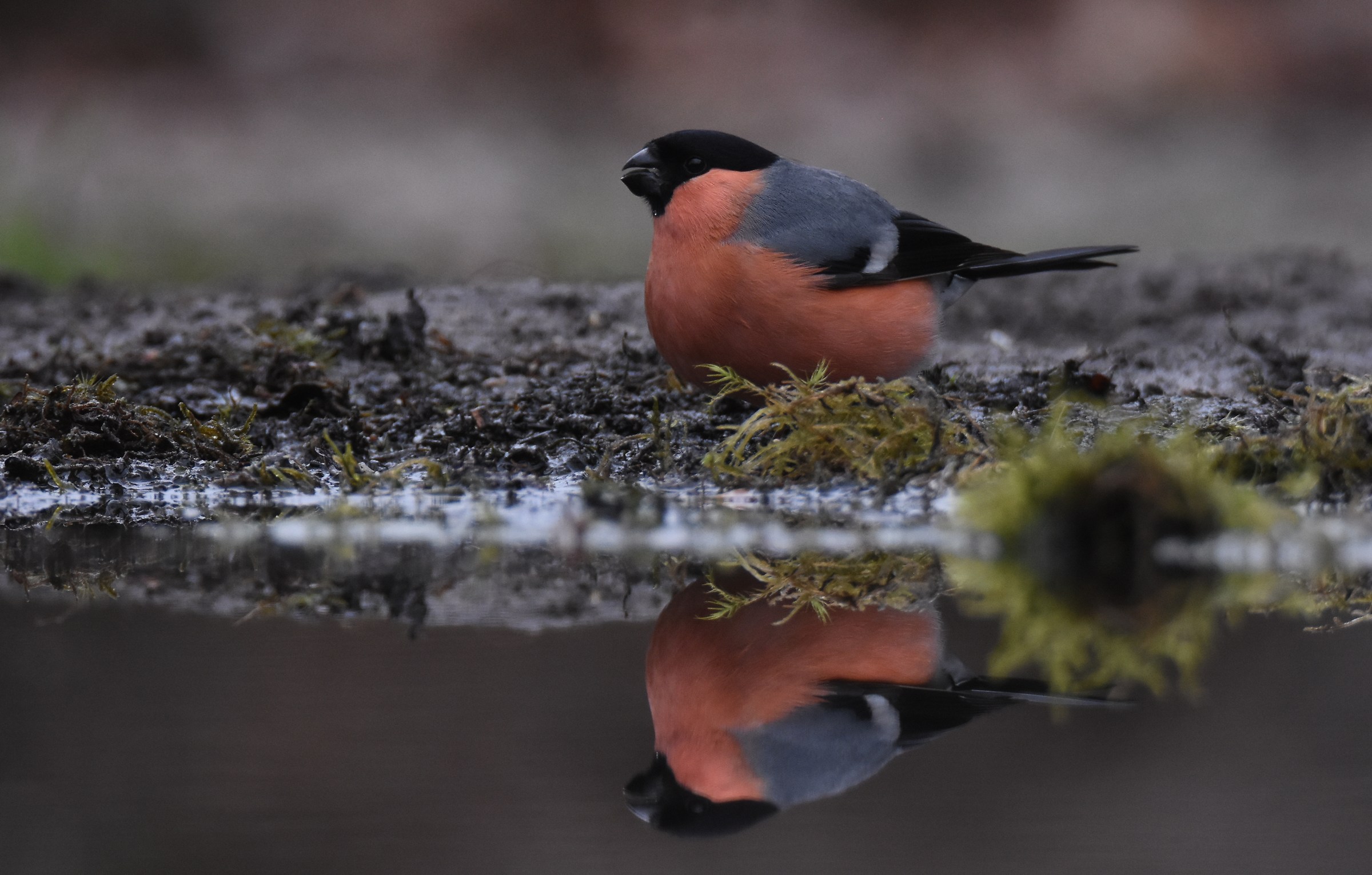 Bullfinch