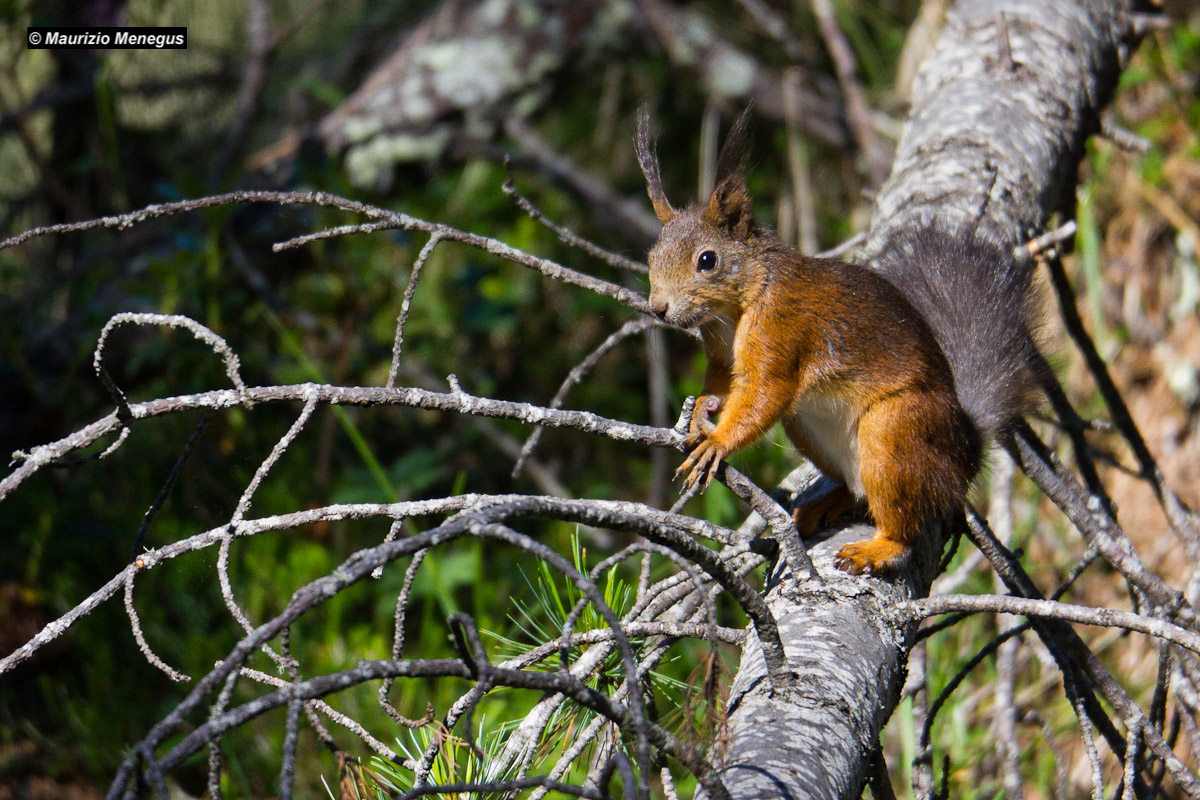 Red / brown Squirrel