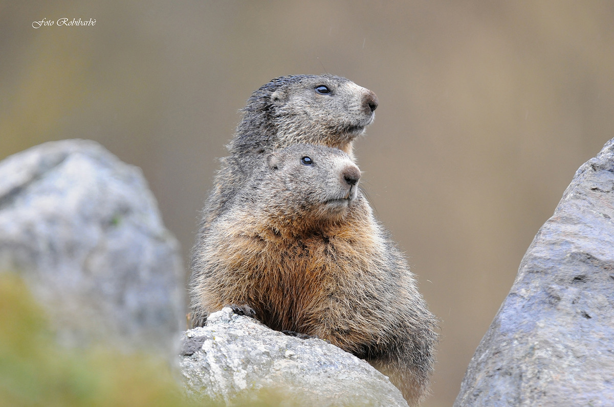 Marmotte in coppia...