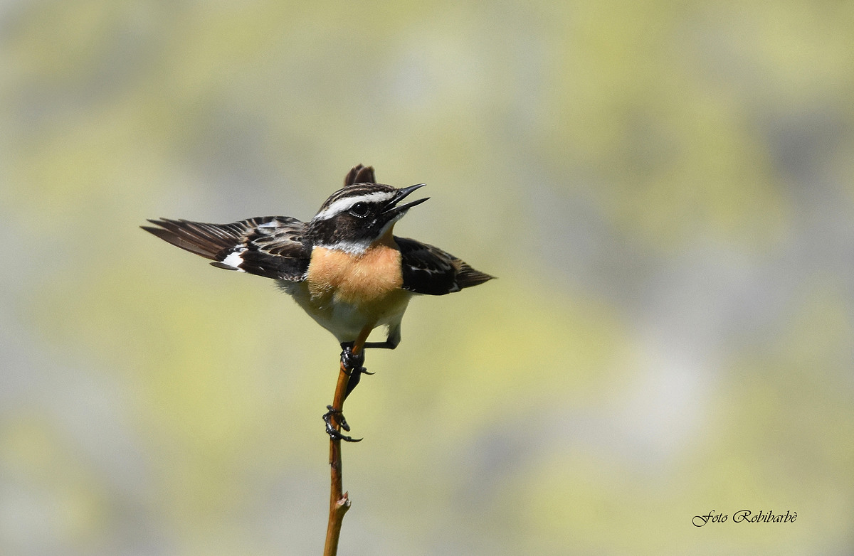 Stiaccino equilibrista...