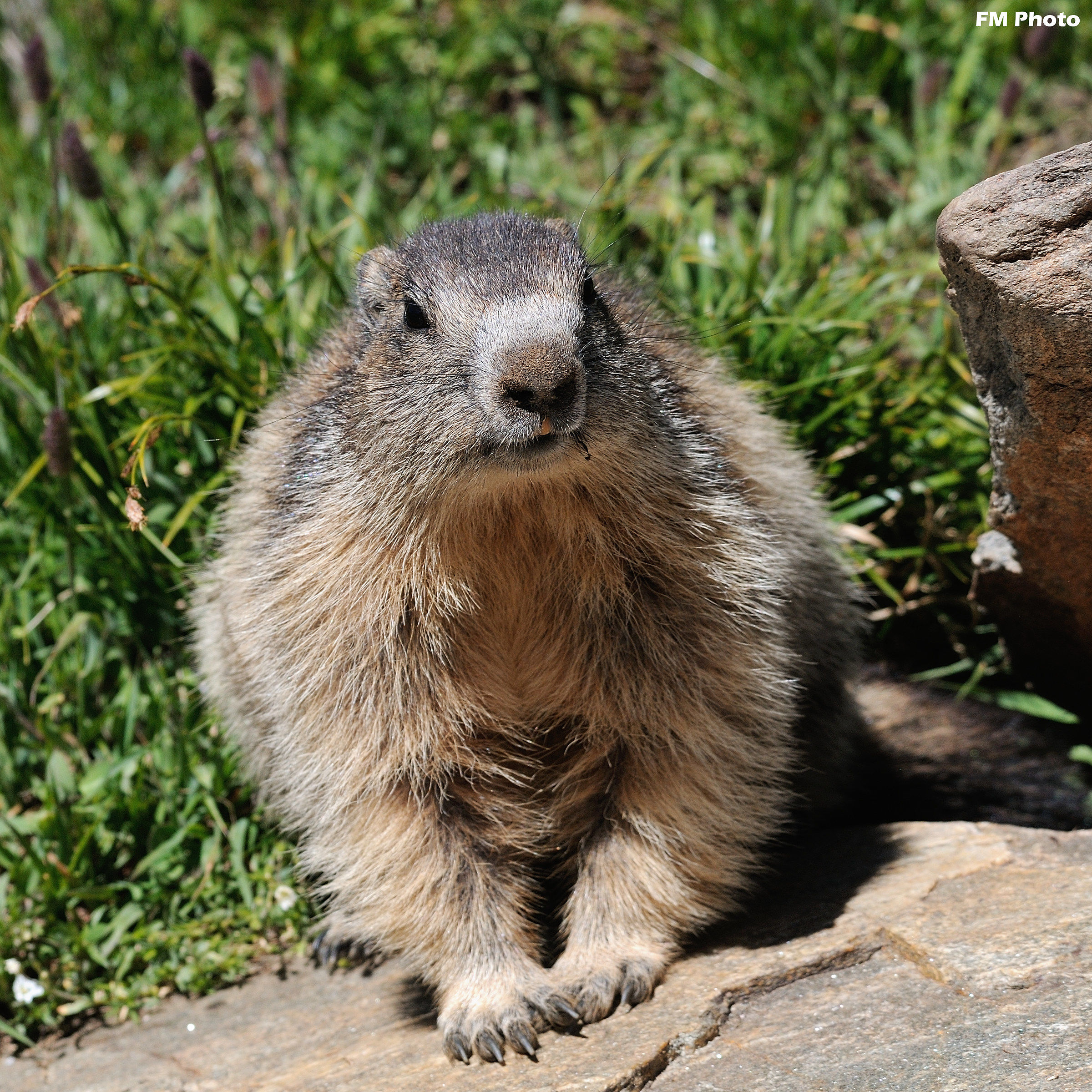 Marmotta Fotogenica