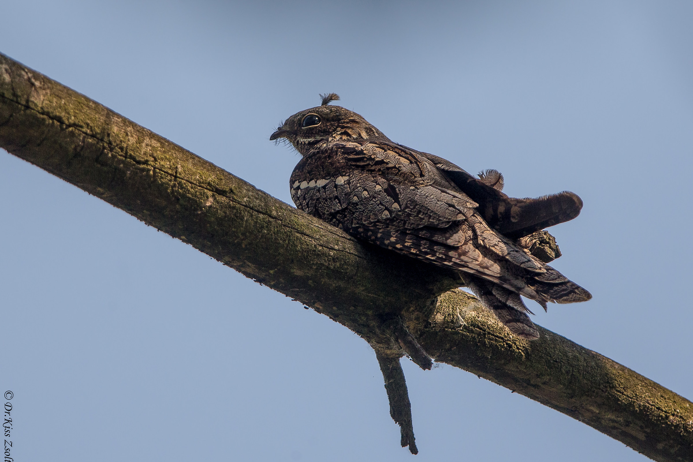 Nightjar "tufted"