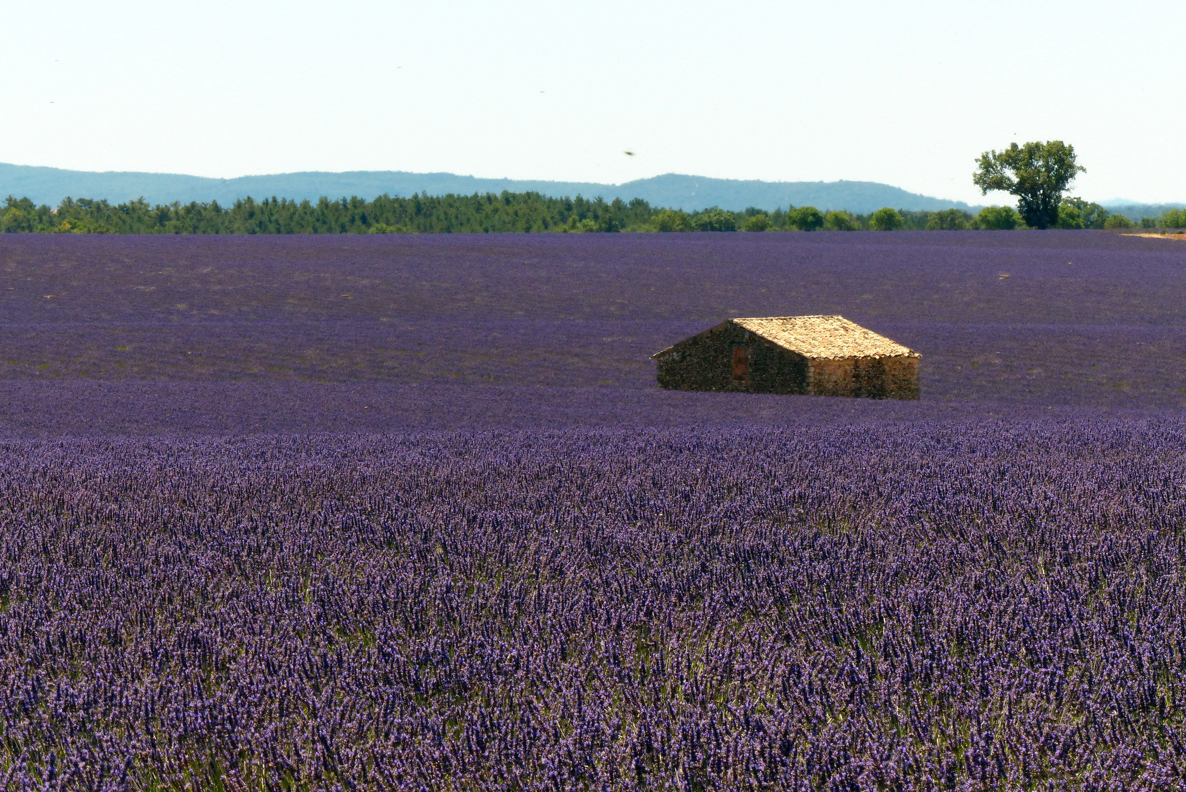 lavanda