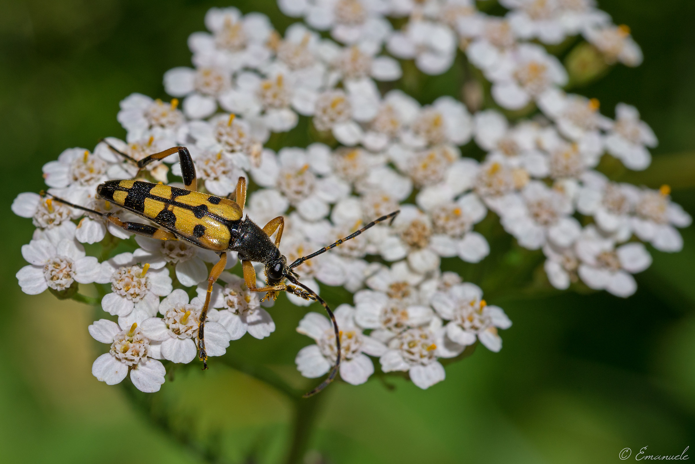 Yellow and Black Insect