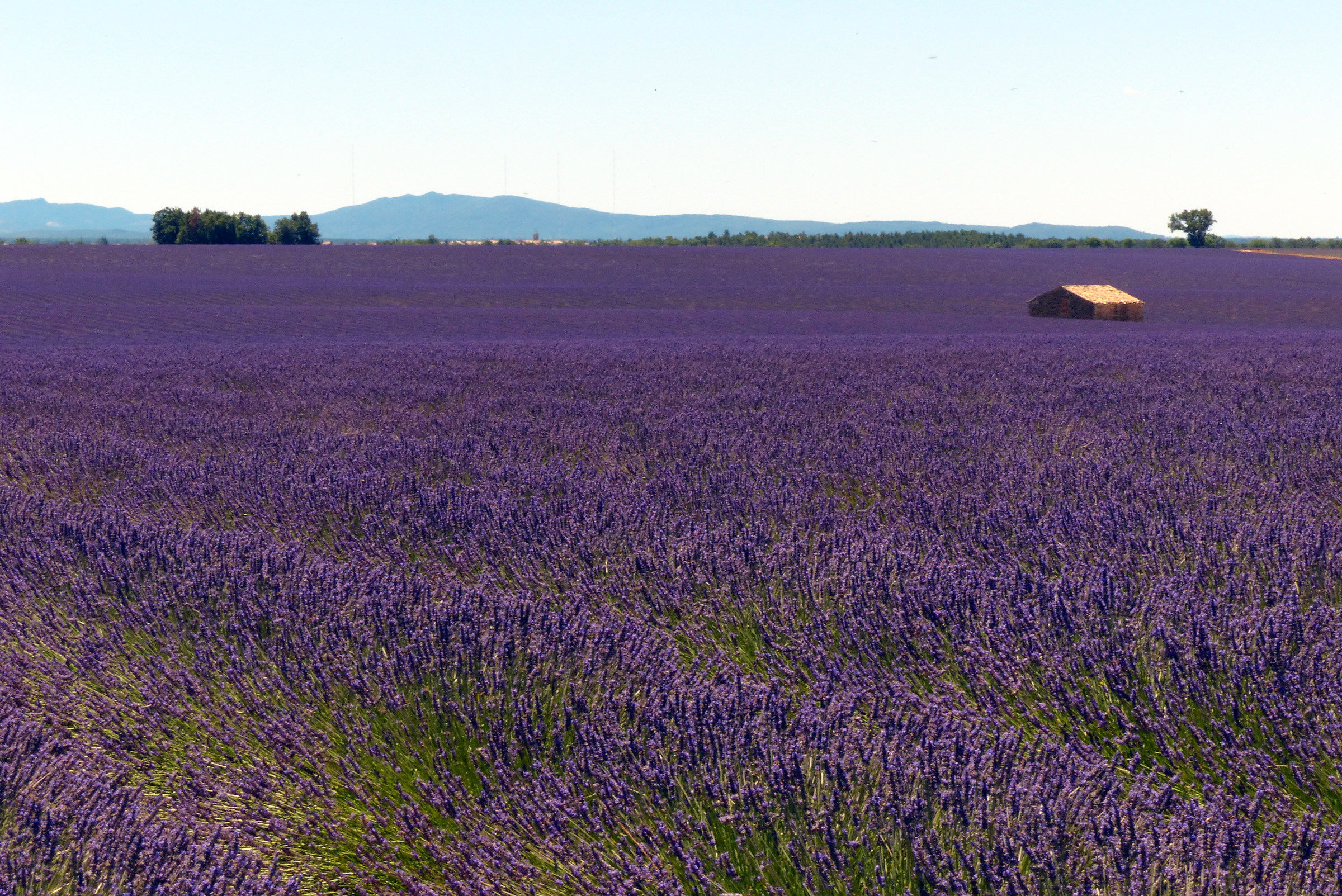 lavanda