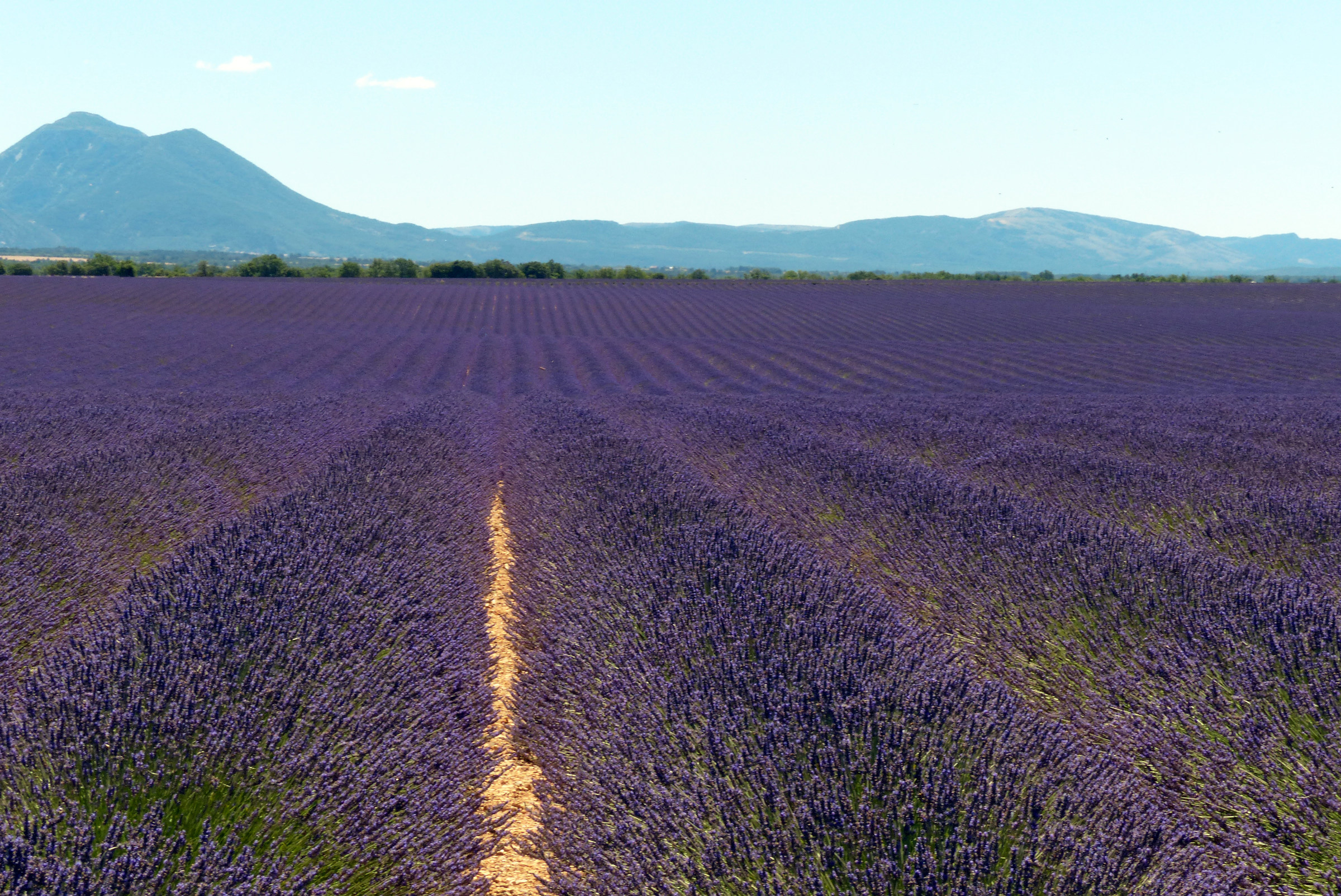 lavanda