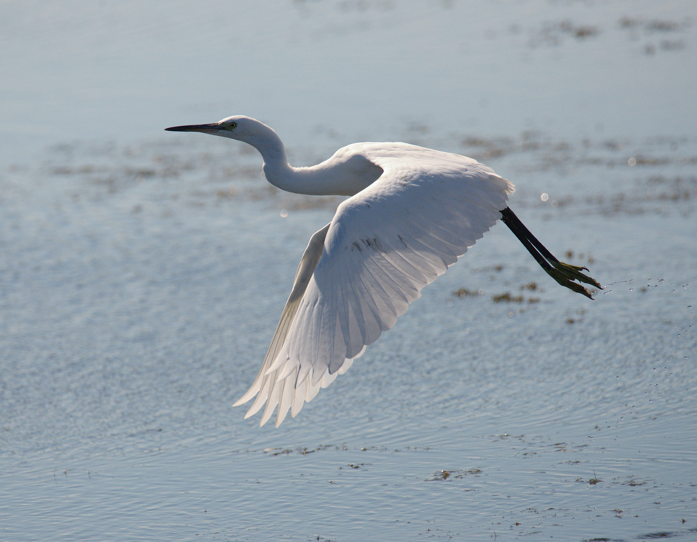 Egret