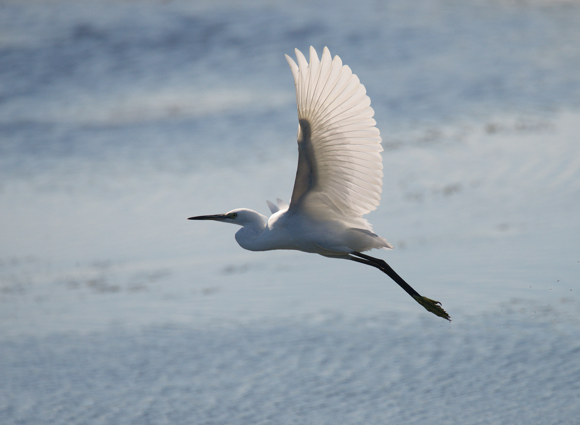 Egret