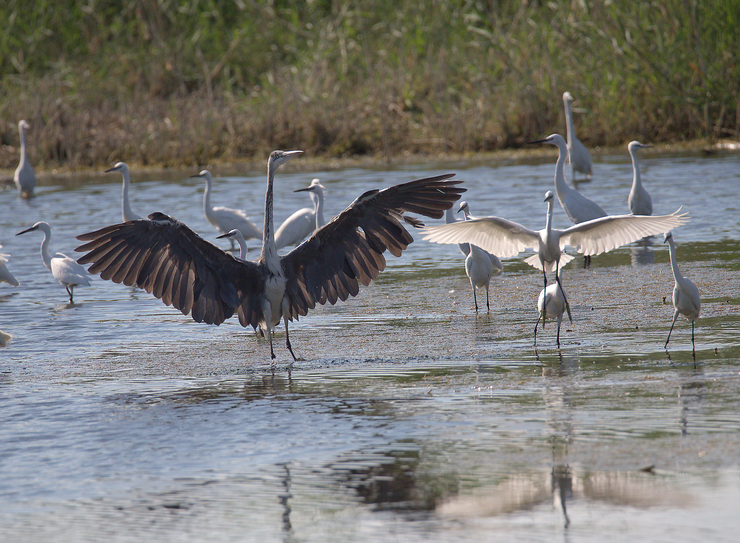Egret