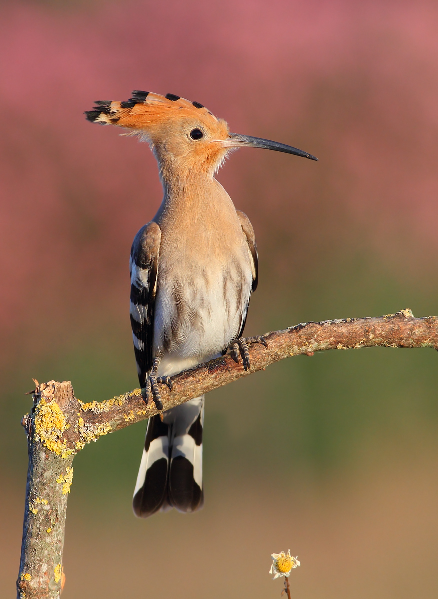Hoopoe