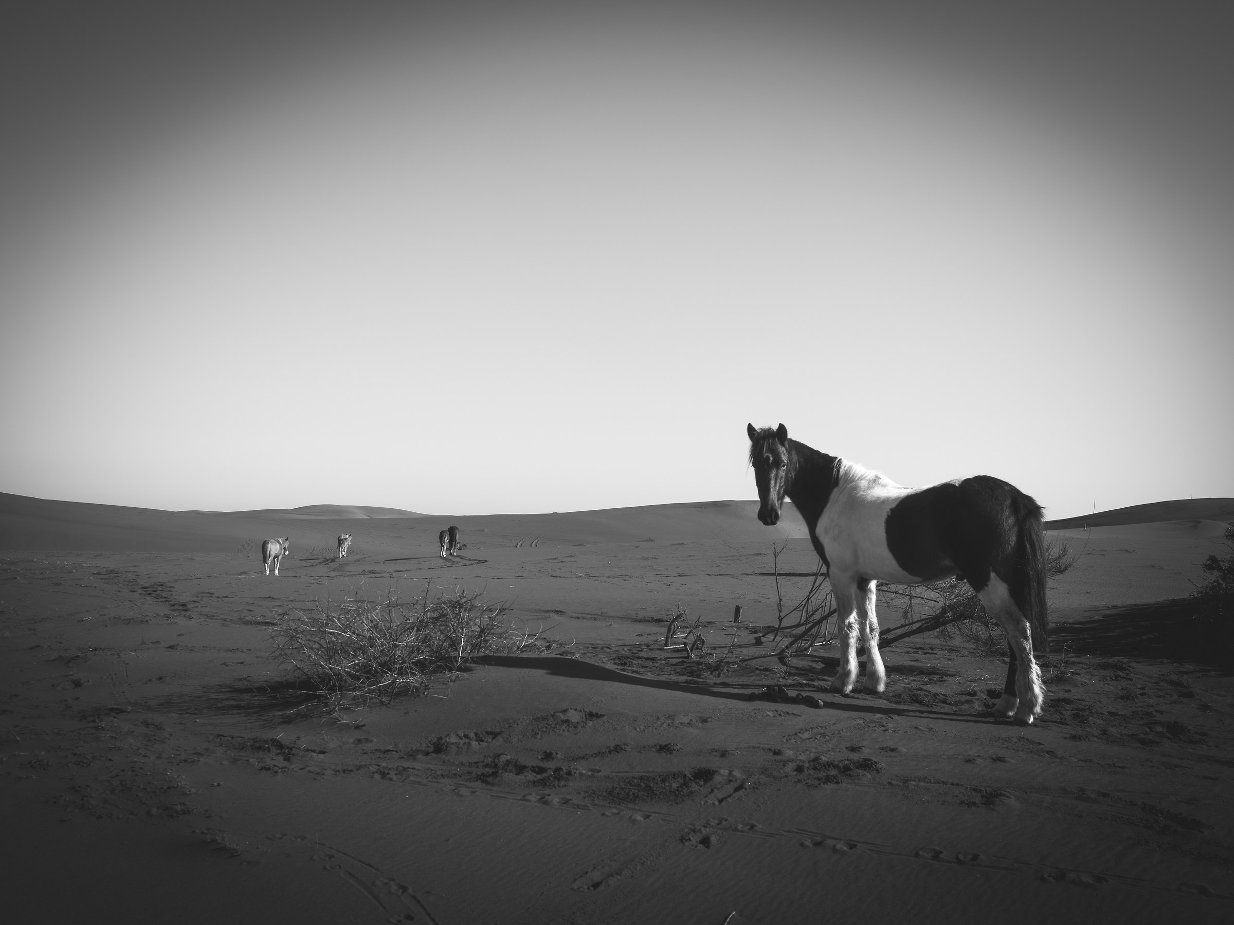Cavalli selvatici del deserto di Putù