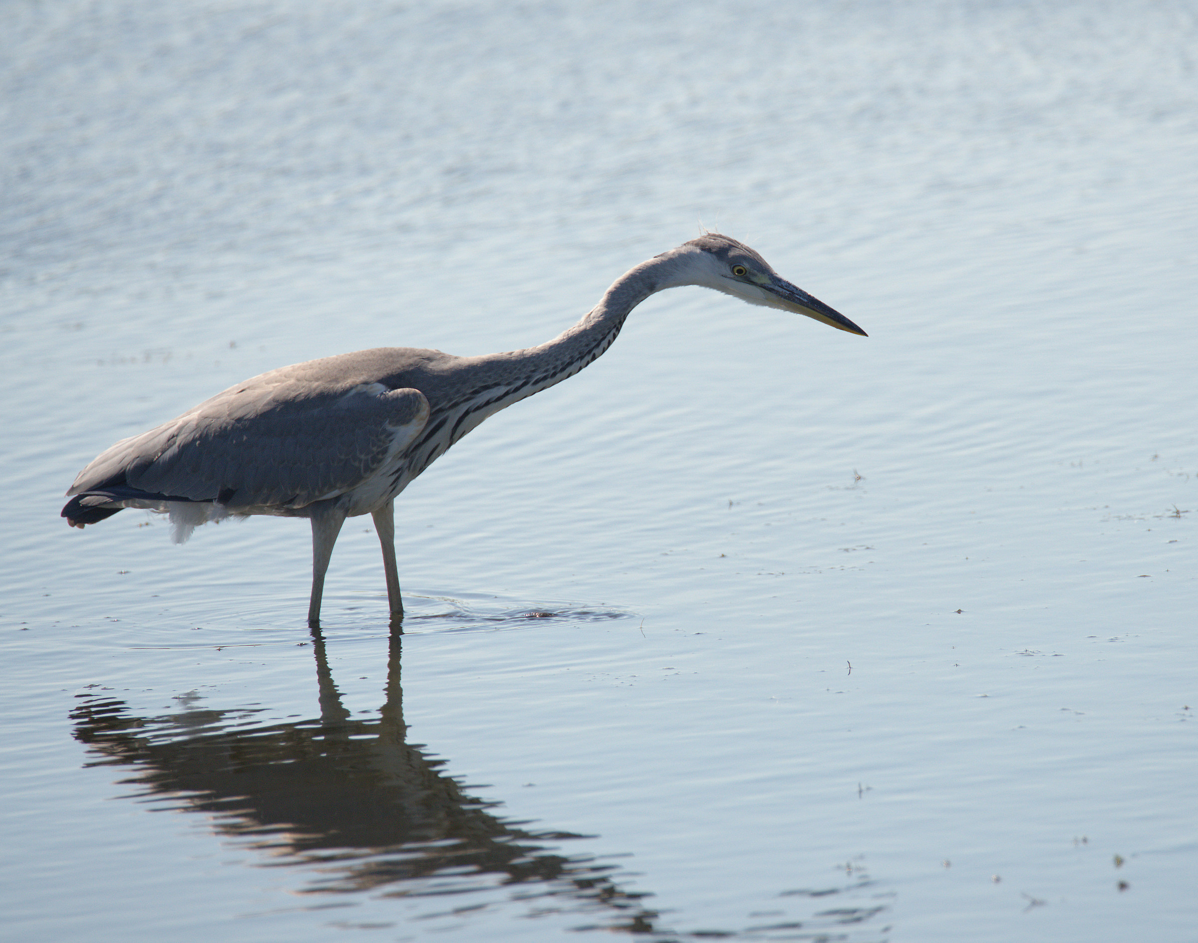 Grass heron